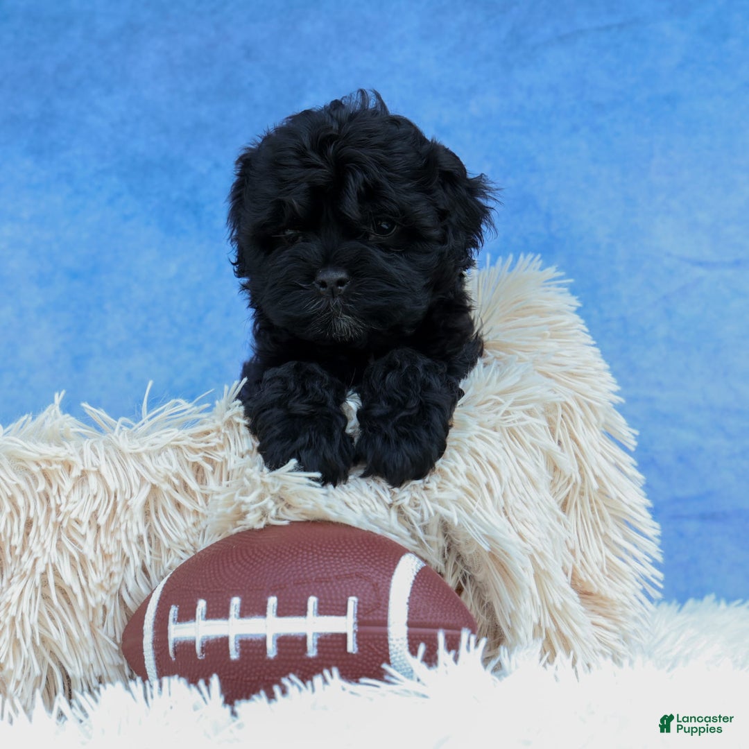 Shihpoo dogs for sale: Kia - Image 23