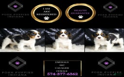 Cavalier King Charles Spaniel dogs for sale: Emerald - Image 7
