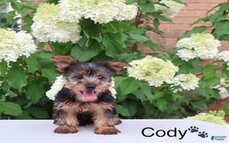 Yorkshire Terrier dogs for sale: Cody - Image 2