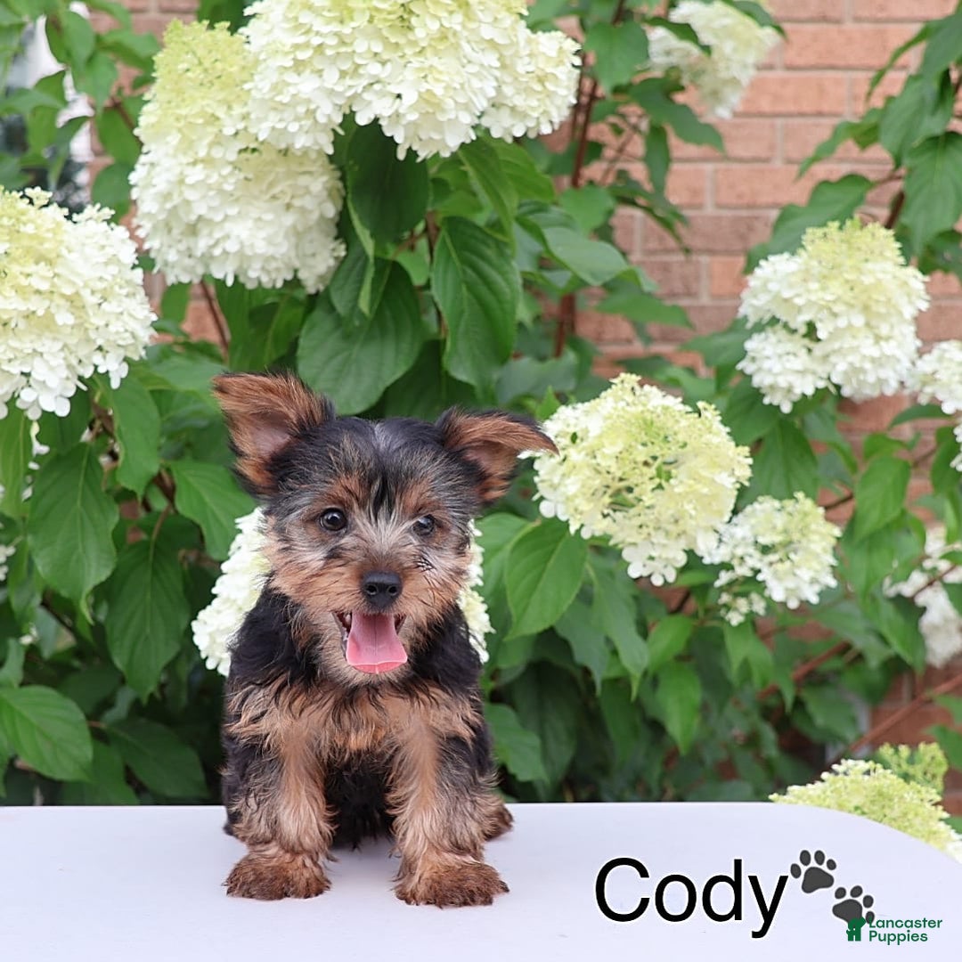 Yorkshire Terrier dogs for sale: Cody - Image 2