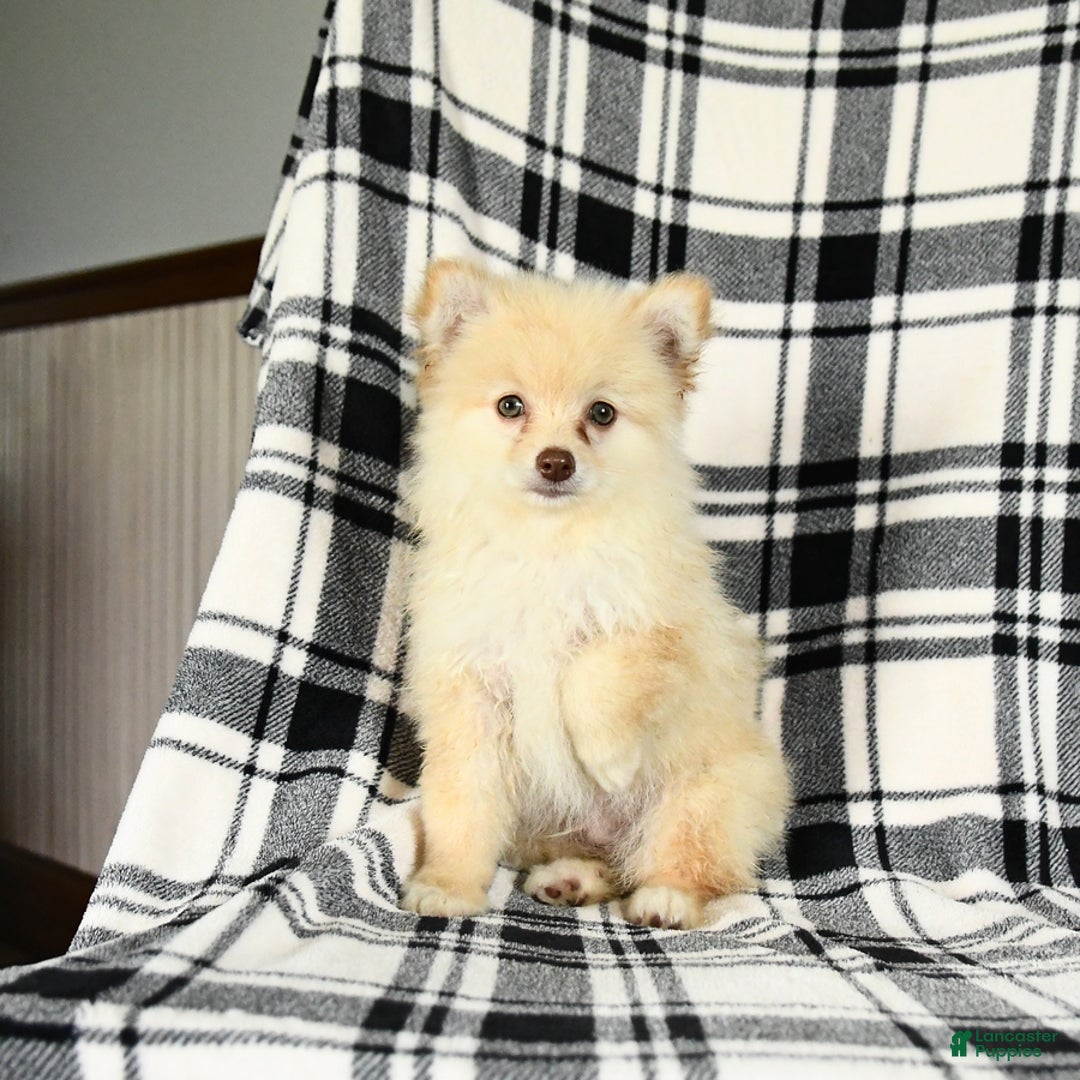 Pomeranian dogs for sale: Champ - Image 2