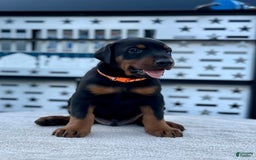 Doberman Pinscher dogs for sale: Male Puppy - Image 22