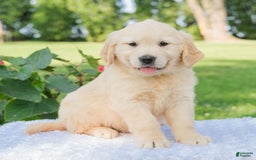 Golden Retriever dogs for sale: Mia - Image 4