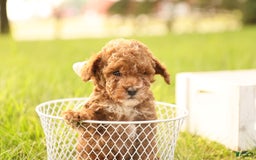 Toy Poodle dogs for sale: Reese - Image 6