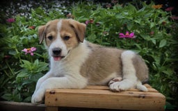 Great Pyrenees dogs for sale: Will - Image 1