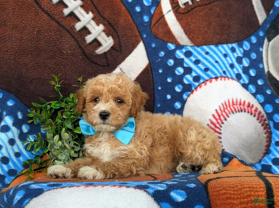 Bichpoo dogs for sale: Jedd - Image 2