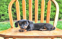 Miniature Dachshund dogs for sale: Twinkle - Image 10