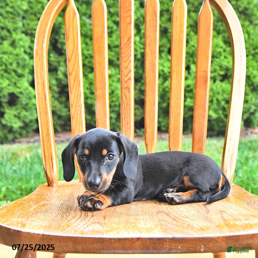 Miniature Dachshund dogs for sale: Twinkle - Image 10