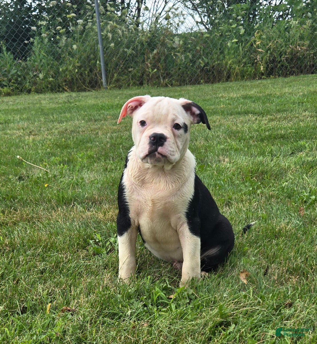 Olde English Bulldogge dogs for sale: Roger - Image 15
