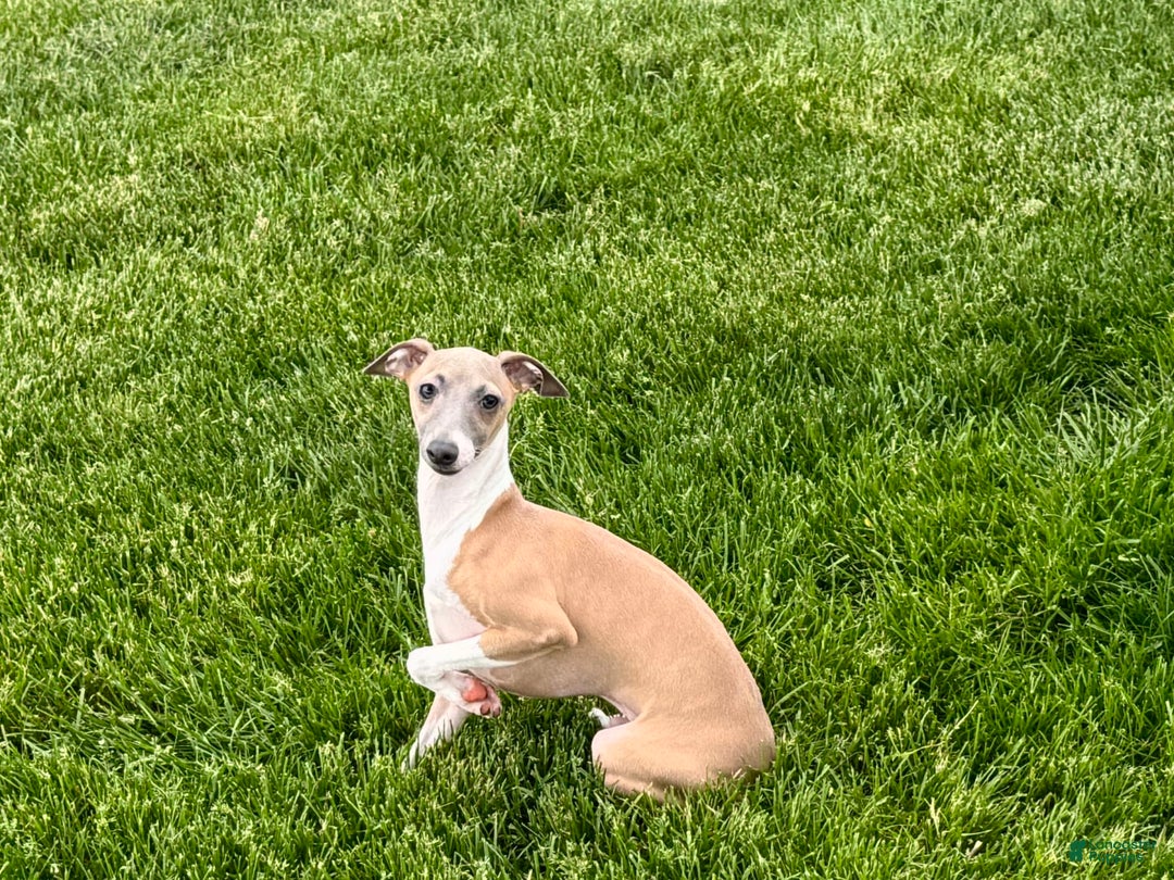 Italian Greyhound dogs for sale: Gerald - Image 3