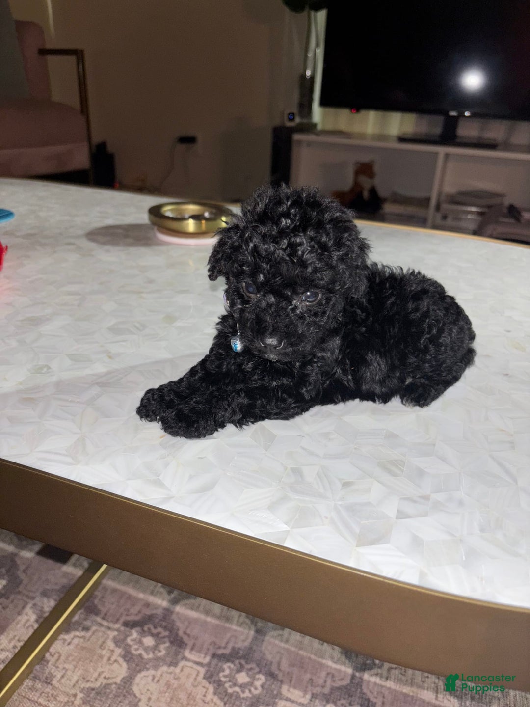 Toy Poodle dogs for sale: Kingston - Image 8