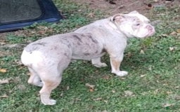 Olde English Bulldogge dogs for sale: Penny - Image 6