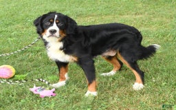Mini Bernedoodle dogs for sale: Joy - Image 10