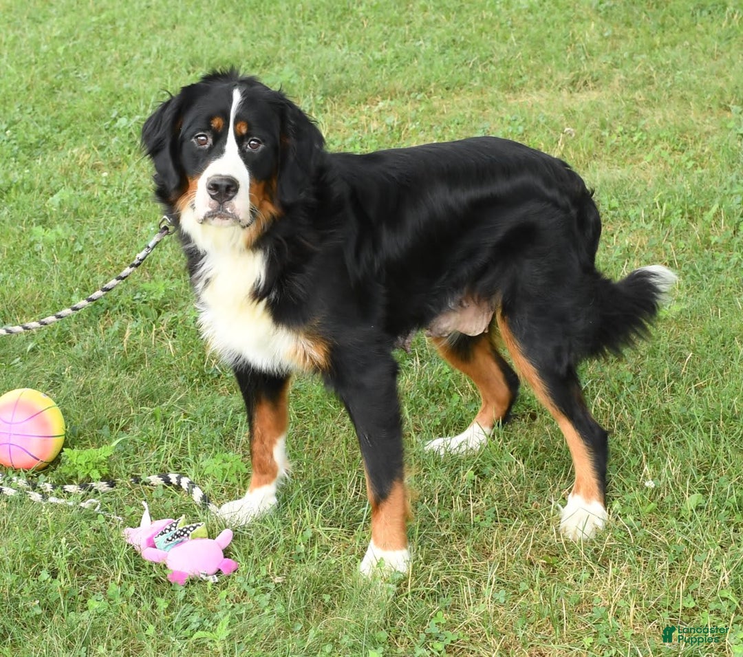 Mini Bernedoodle dogs for sale: Joy - Image 10