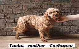 Cockapoo dogs for sale: Copper - Image 6