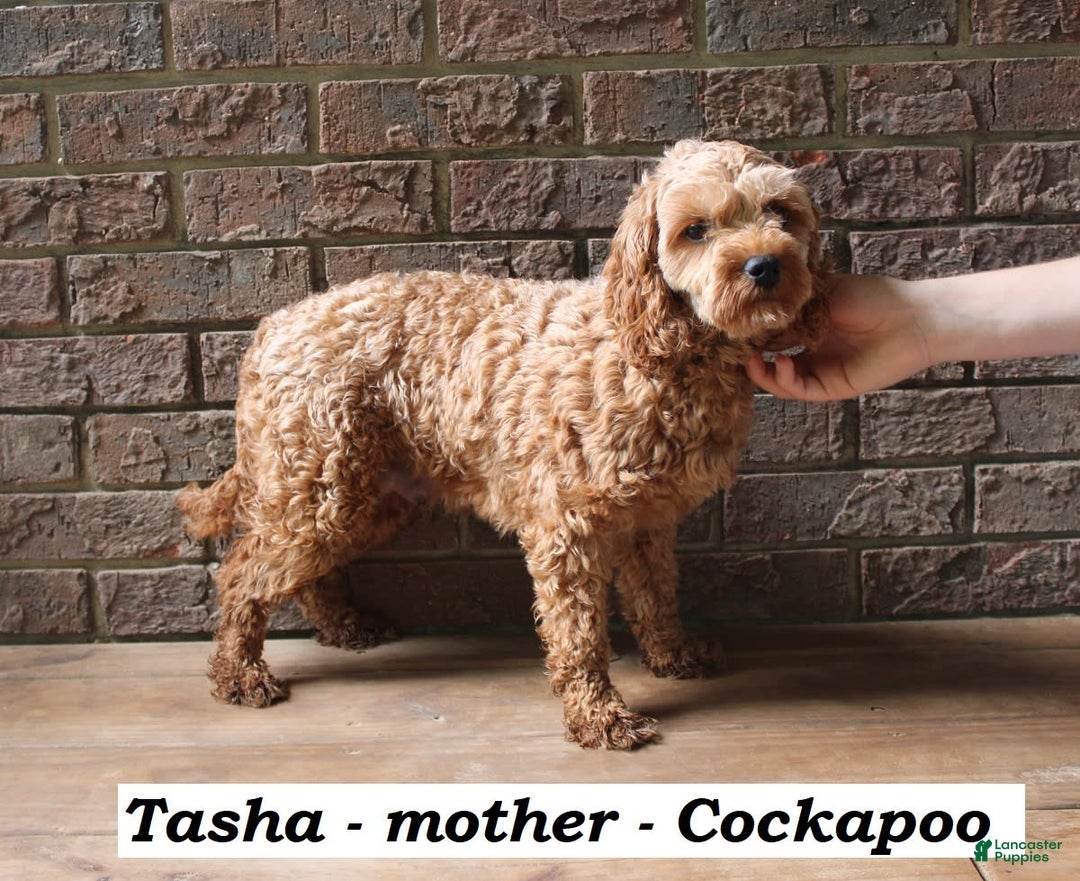 Cockapoo dogs for sale: Copper - Image 6