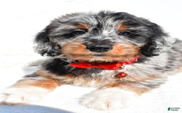 Mini Aussiedoodle dogs for sale: Elias - Image 5