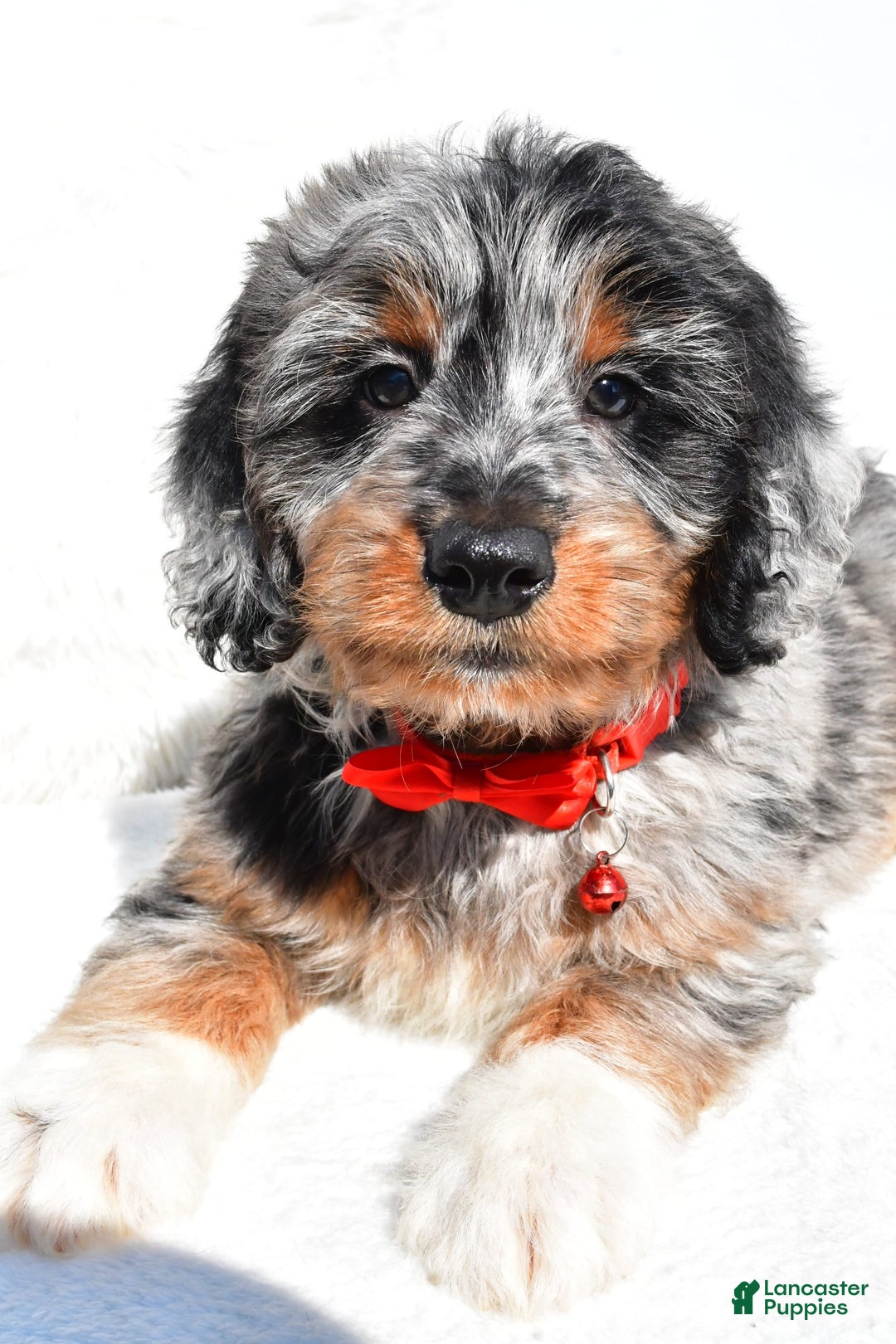 Mini Aussiedoodle dogs for sale: Elias - Image 5