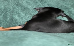Miniature Pinscher dogs for sale: Coal - Image 6