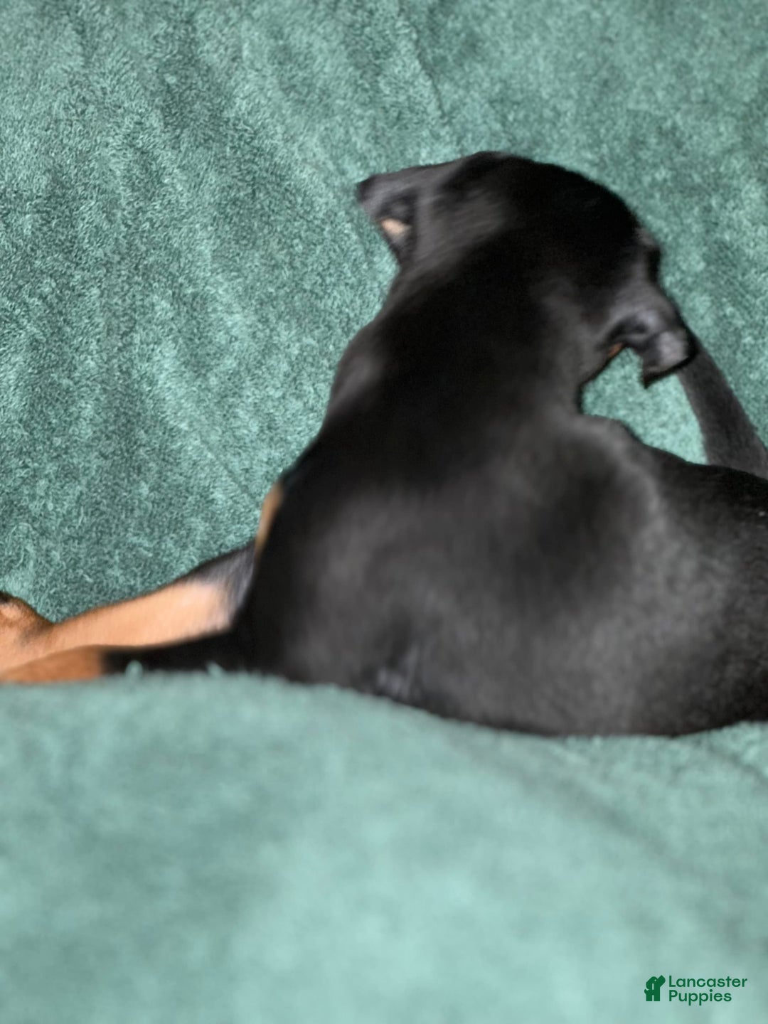 Miniature Pinscher dogs for sale: Coal - Image 6