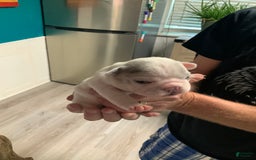 French Bulldog dogs for sale: Wendy - Image 1
