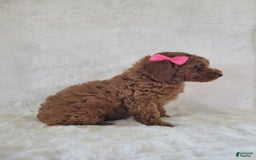  dogs for sale: Mini Goldendoodle 7 puppies - Image 13
