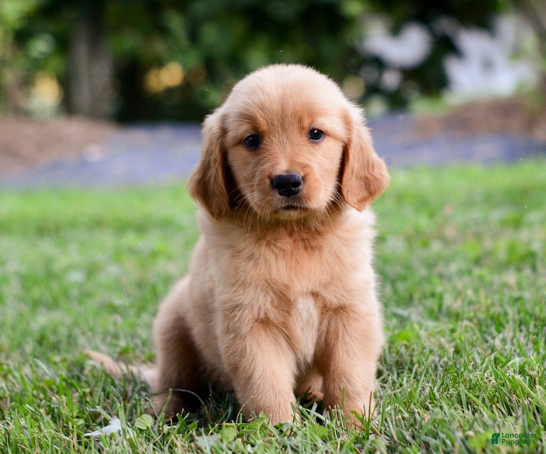 Golden Retriever dogs for sale: Indy - Image 4