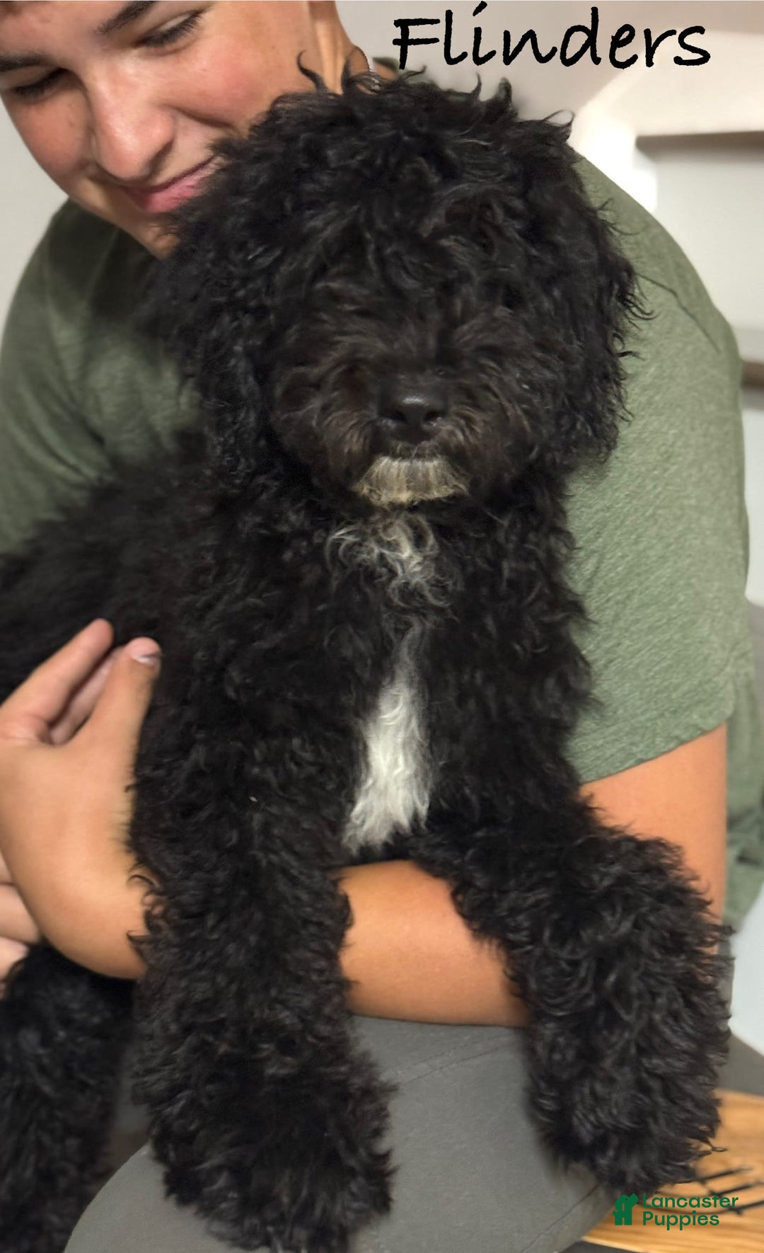 Mini Bernedoodle dogs for sale: Flinders - Image 3