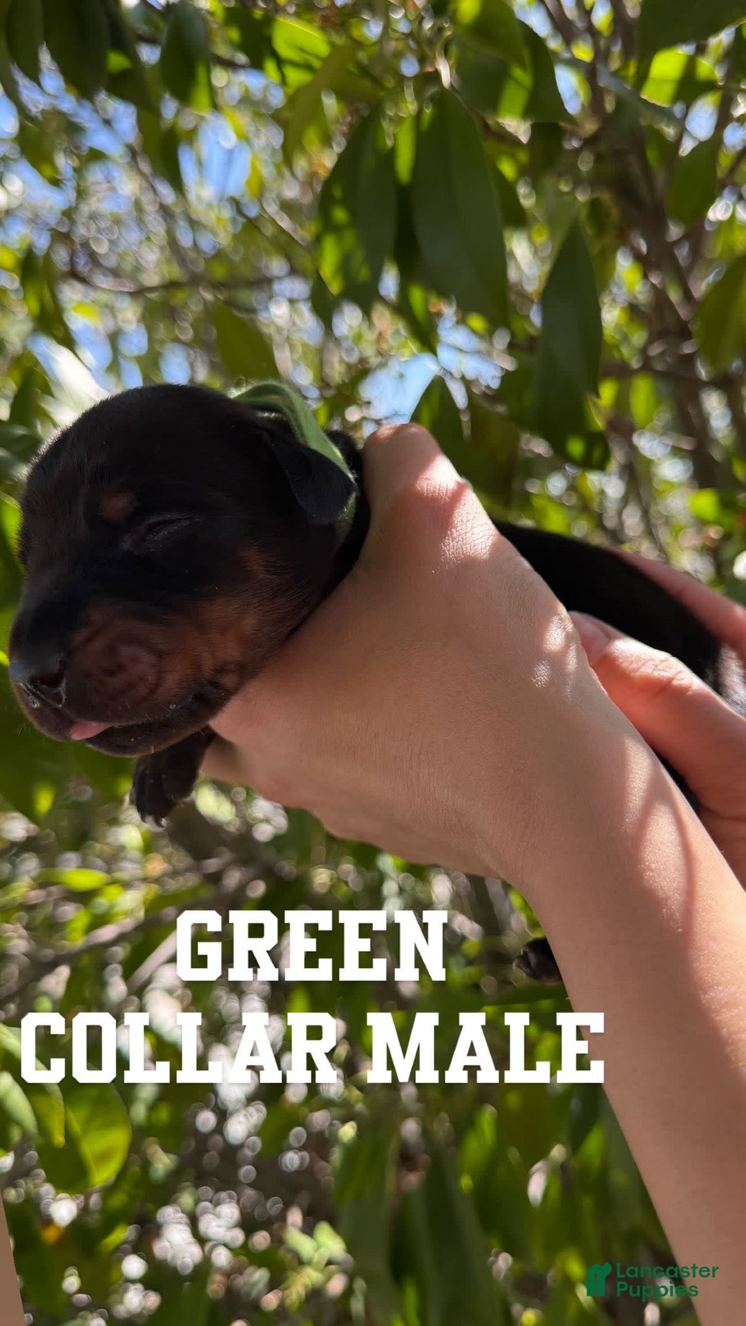 Doberman Pinscher dogs for sale: Green Collar - Image 13