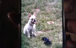 French Bulldog dogs for sale: Casey - Image 4
