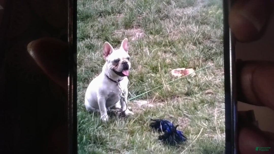 French Bulldog dogs for sale: Casey - Image 4