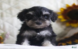 Miniature Schnauzer dogs for sale: Sandy - Image 4