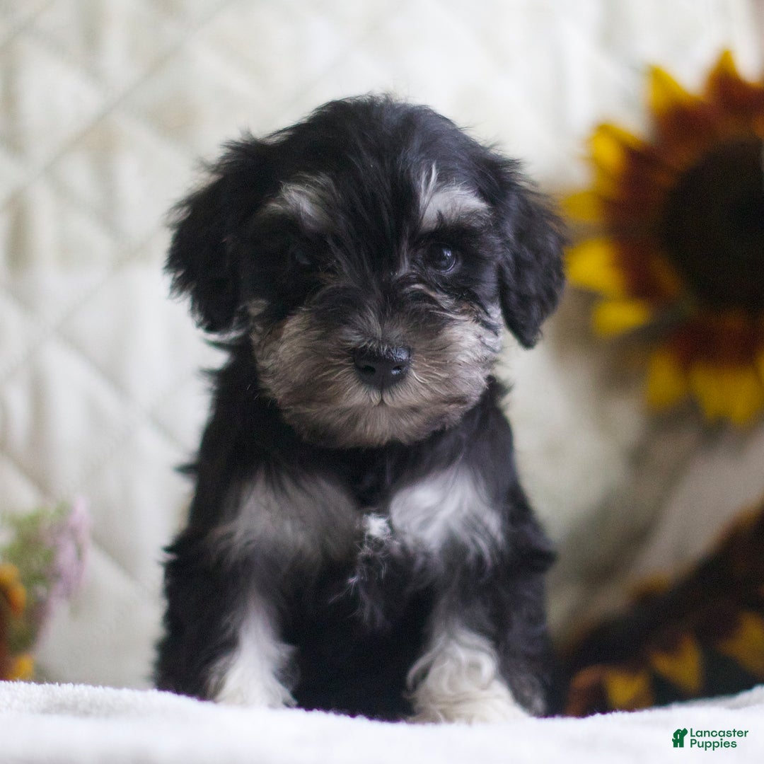 Miniature Schnauzer dogs for sale: Sandy - Image 4