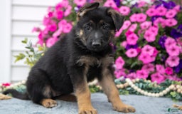 German Shepherd dogs for sale: Lily - Image 3