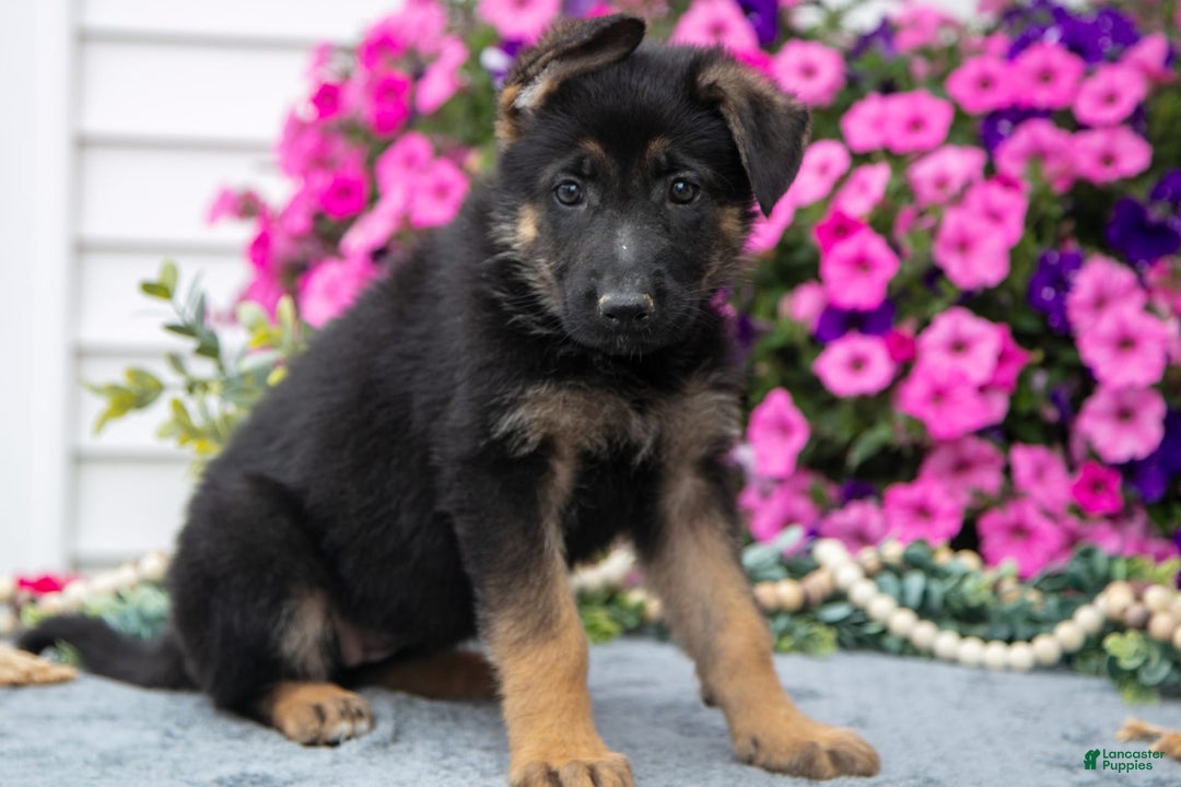 German Shepherd dogs for sale: Lily - Image 3