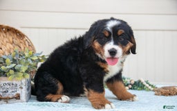 Bernese Mountain Dog dogs for sale: Bloom - Image 2