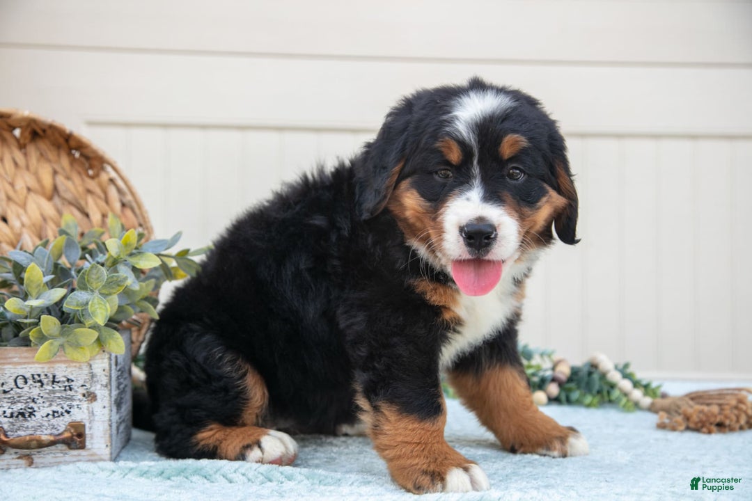 Bernese Mountain Dog dogs for sale: Bloom - Image 2