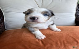 Miniature Australian Shepherd dogs for sale: Miniature Australian Shepherd 5 puppies - Image 1