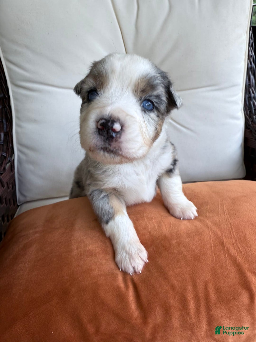 Miniature Australian Shepherd dogs for sale: Miniature Australian Shepherd 5 puppies - Image 1