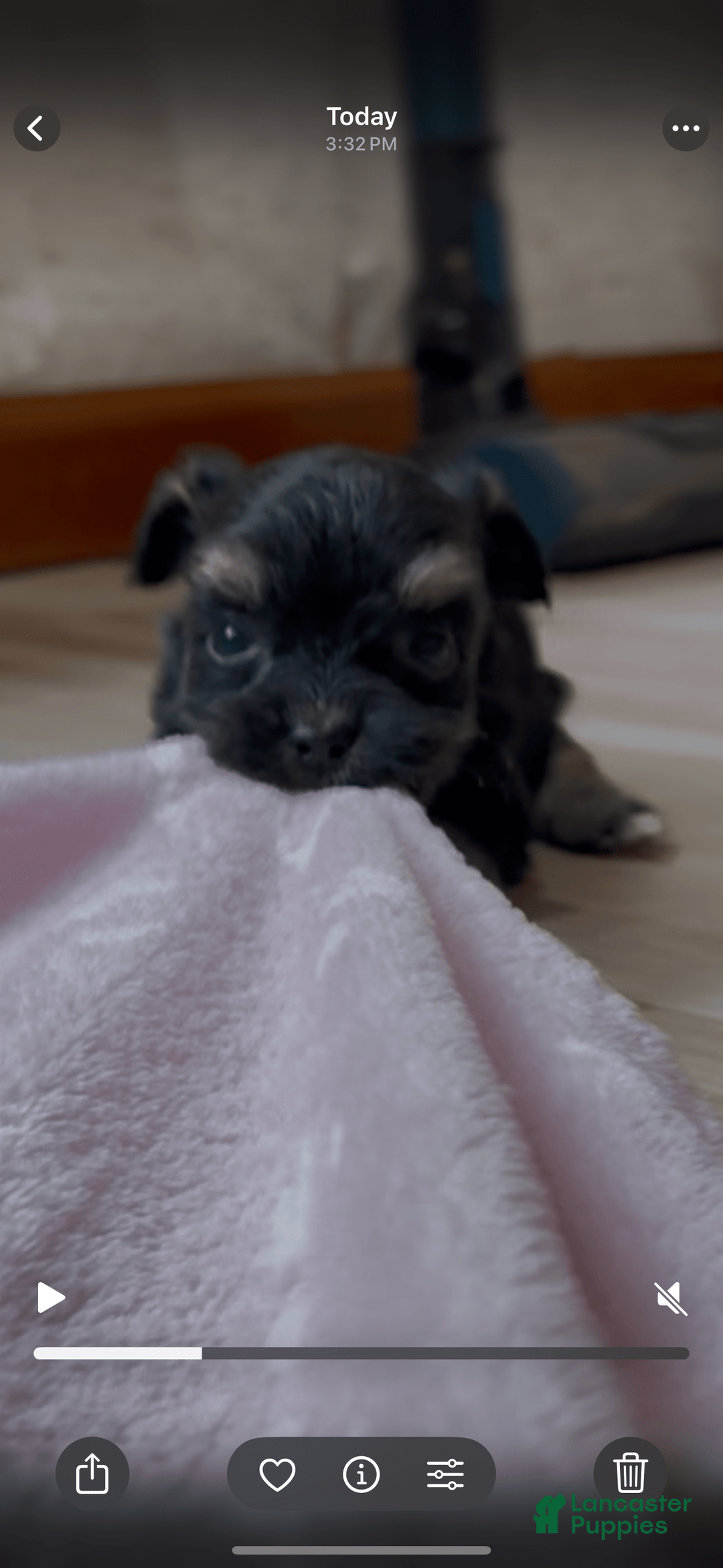 Yorkshire Terrier dogs for sale: Dodger - Image 1