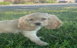 Cocker Spaniel dogs for sale: Oprah - Image 2