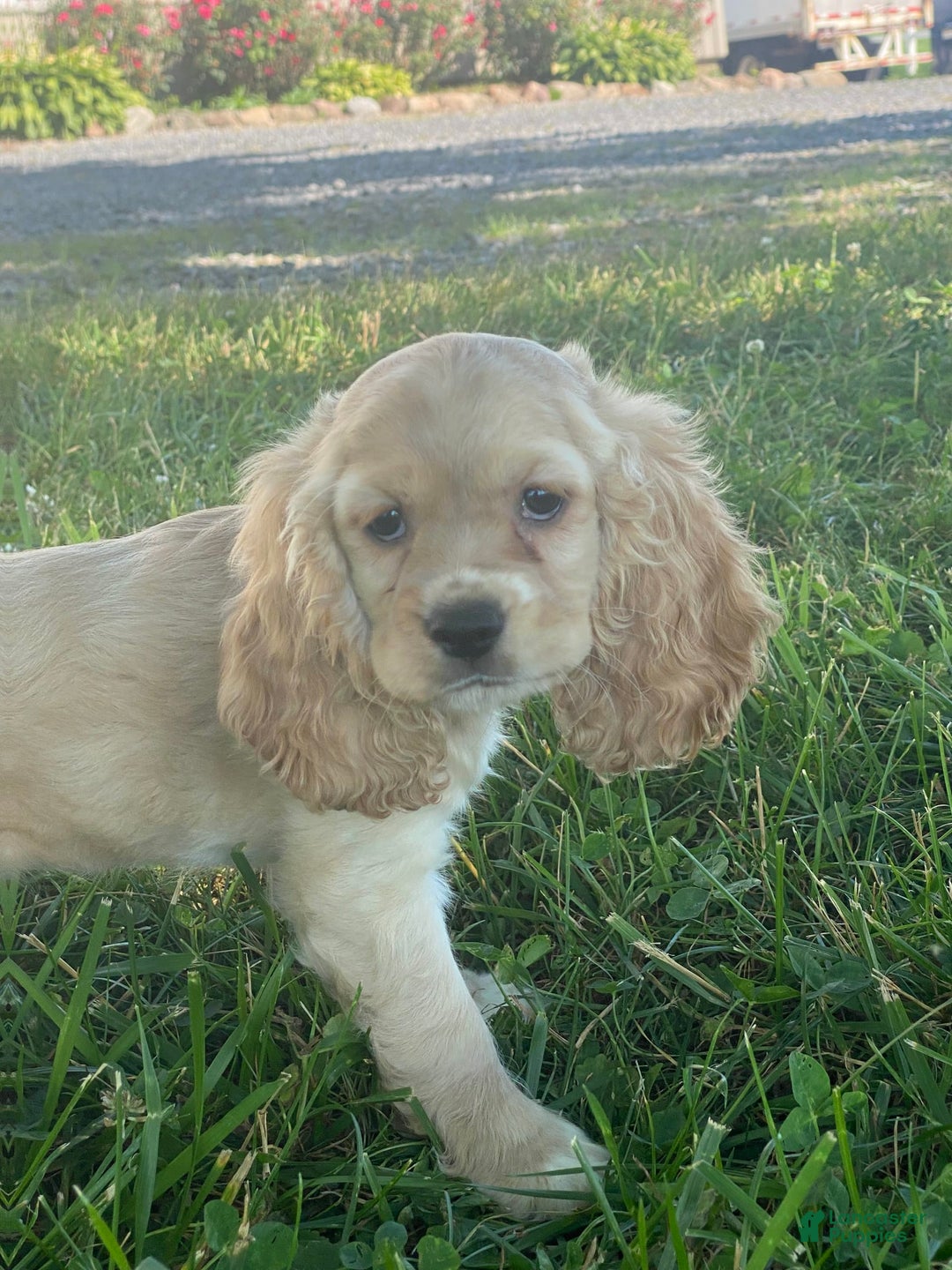 Cocker Spaniel dogs for sale: Oprah - Image 2