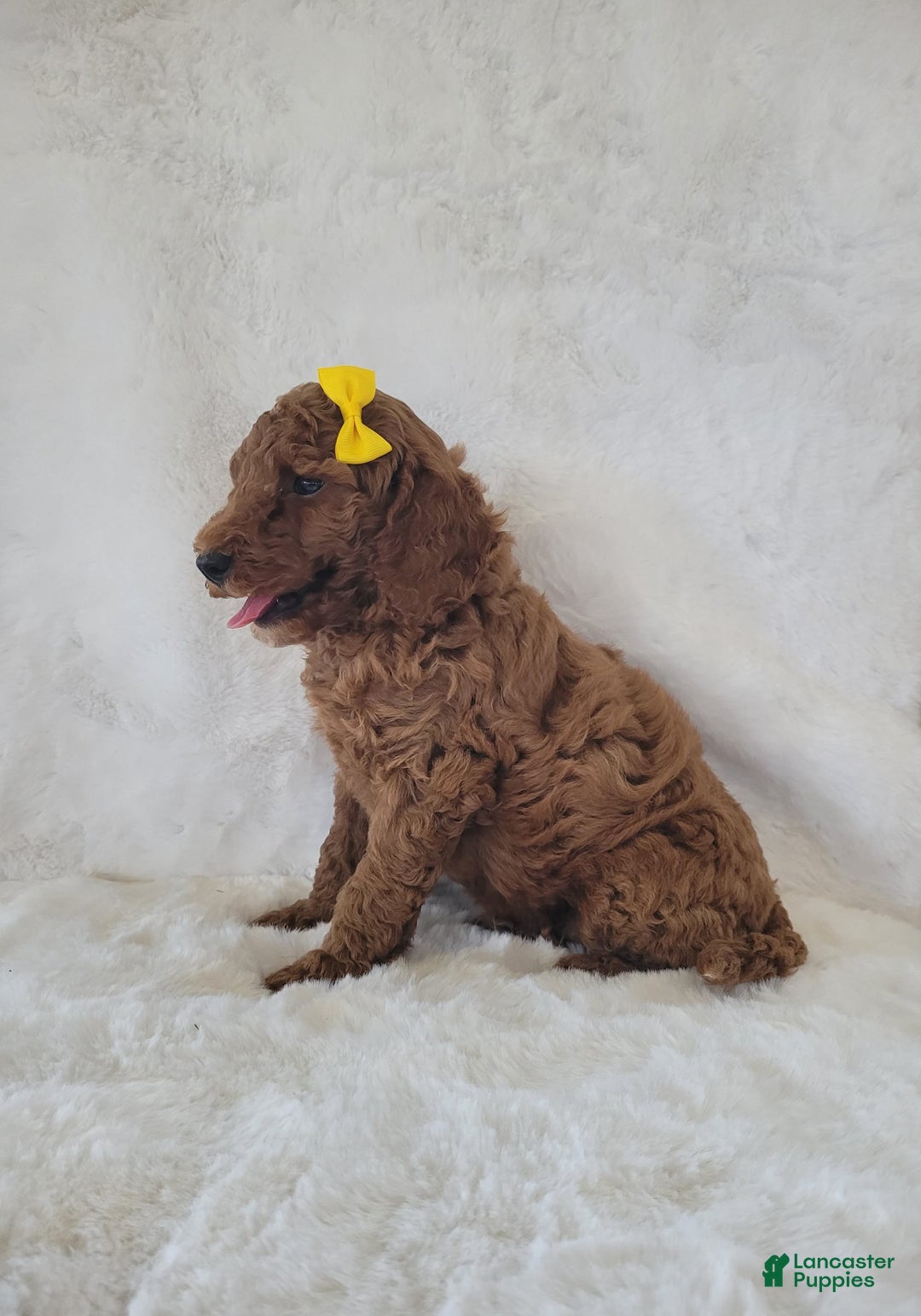  dogs for sale: Mini Goldendoodle 7 puppies - Image 11