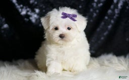 Maltese dogs for sale: Mila - Image 7