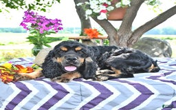 Cocker Spaniel dogs for sale: Banjo - Image 31