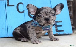 French Bulldog dogs for sale: Fletcher - Image 3