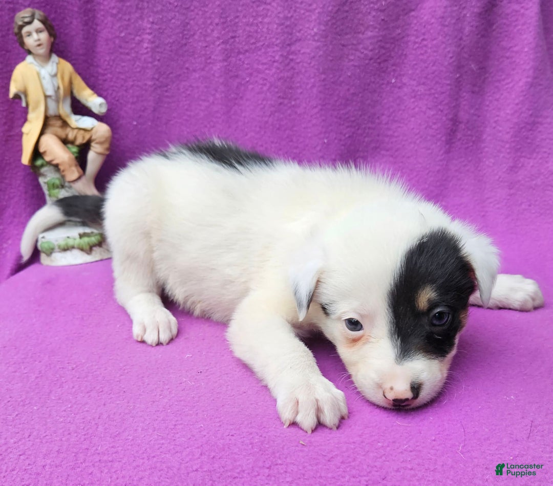 Border Collie dogs for sale: Gumbi - Image 11