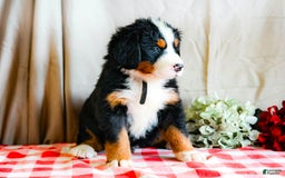 Bernese Mountain Dog dogs for sale: Maverick - Image 5