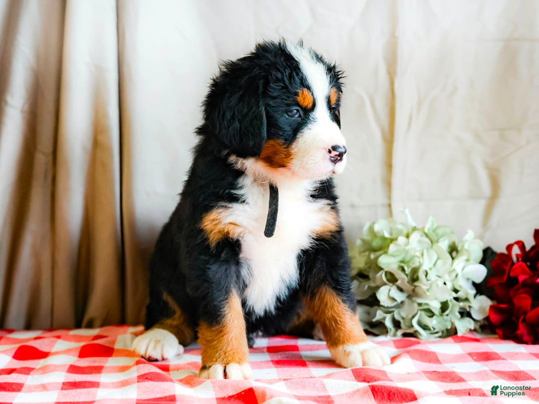 Bernese Mountain Dog dogs for sale: Maverick - Image 5
