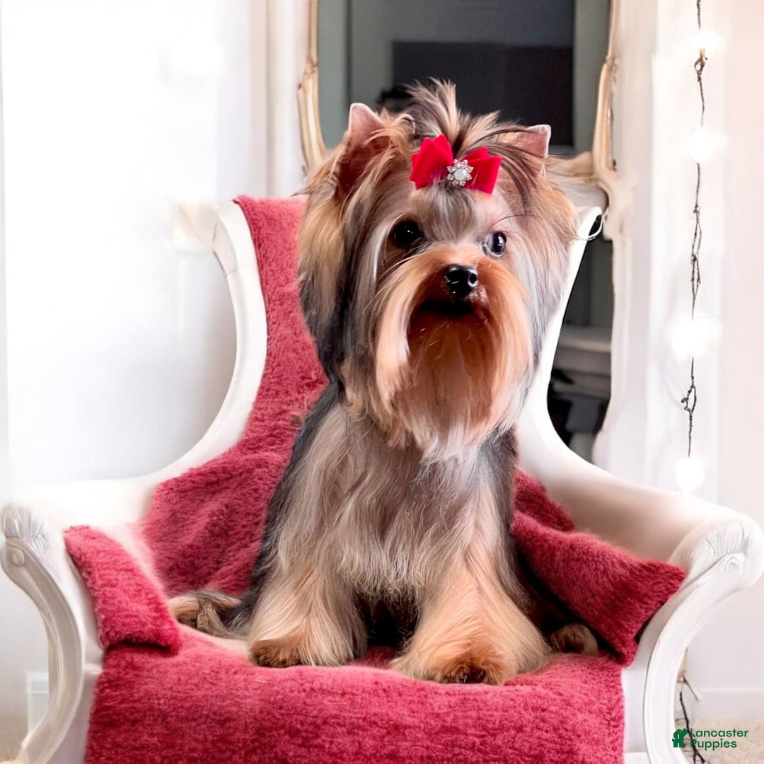 Yorkshire Terrier dogs for sale: Ch. Tiny Eclipse X Luke - Image 3